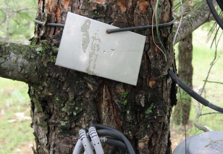 Innovative Forest Management Technique Boosts Tree Resilience to Climate Change