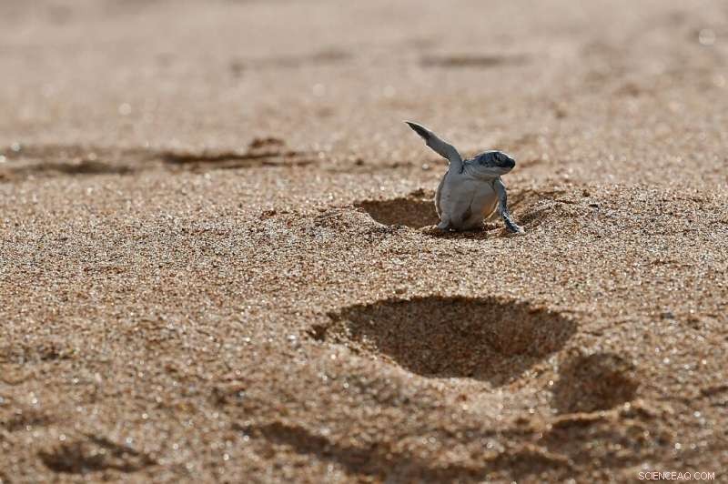 Kenya Court Halts Construction of East Africa’s First Coal Power Plant
