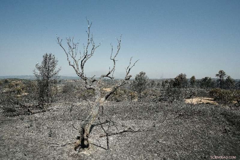 Spain Wildfire Crisis Escalates Amid Europe Heatwave