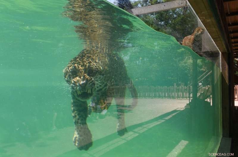 Europe Faces Record-High Heatwave, Temperatures Over 40°C