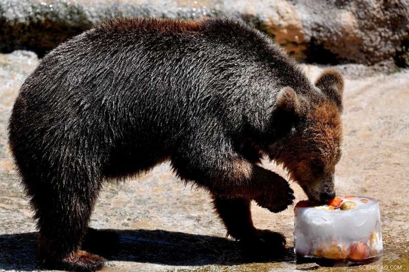 Europe Faces Record-High Heatwave, Temperatures Over 40°C