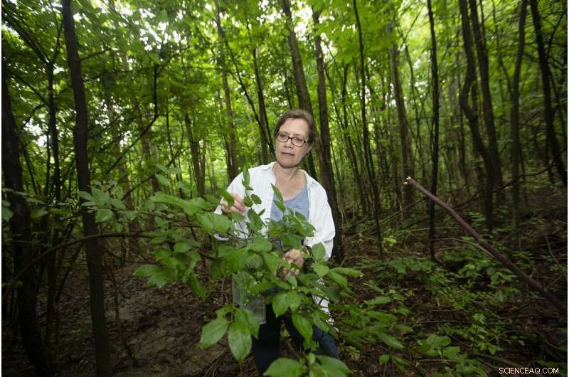 Callery Pear Trees Invade U.S. Forests, Raising Environmental Concerns