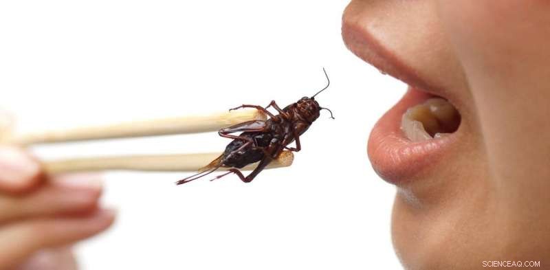 Scientists Endorse Insect Consumption for Health and Planetary Sustainability