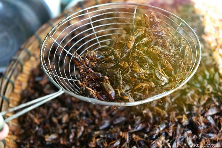 Scientists Endorse Insect Consumption for Health and Planetary Sustainability