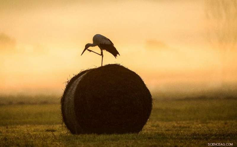 Germany Faces Record-High June Temperatures Amid Heatwave