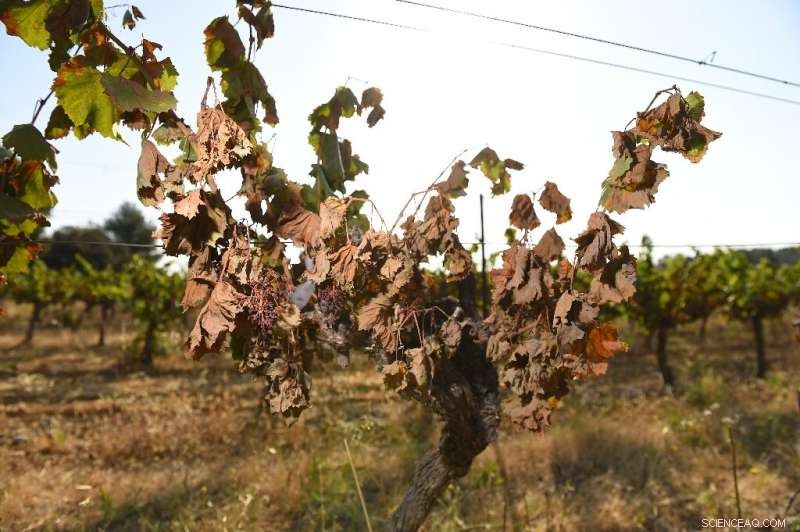 Heatwave Hits French Vineyards: Wineries Face Rising Costs