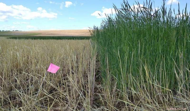 Green Cover Crops: A Proven Strategy to Combat Wet Spring Conditions