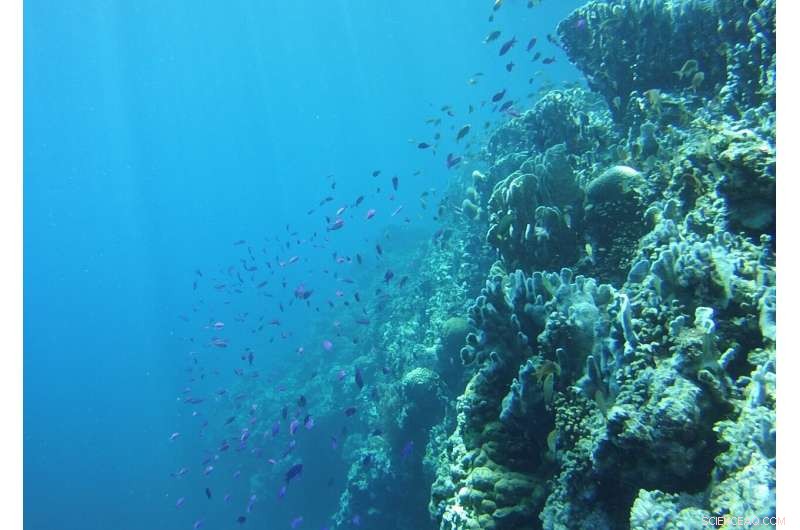 Safeguarding Coral Reefs from Climate Change: Effective Conservation Tactics