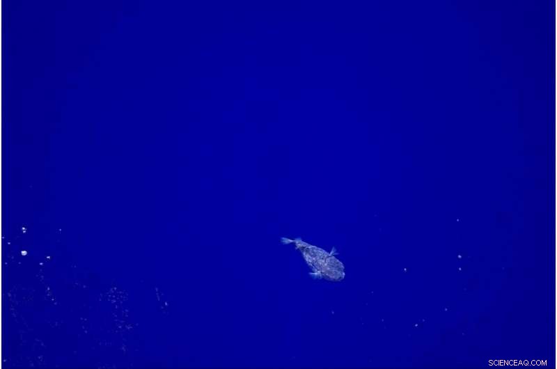 Remote but Remarkable: Discovering the Tiny Life of the South Pacific Gyre