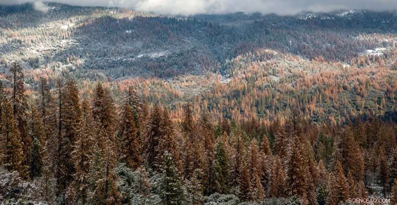 Decades-Long Drought Leads to Extensive Sierra Nevada Forest Die-Off