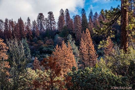 Decades-Long Drought Leads to Extensive Sierra Nevada Forest Die-Off