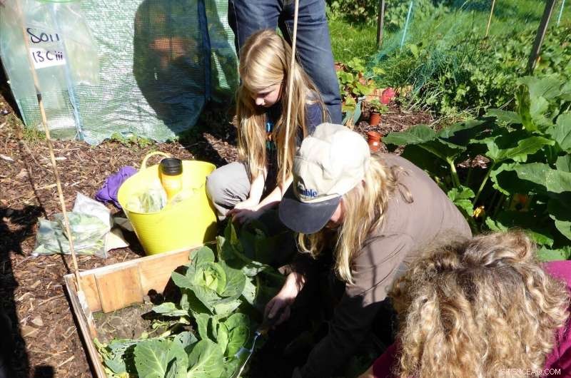 Allotment Soil Safer Than UK Guidelines Reveal—Urban Gardens Offer Unexpected Safety