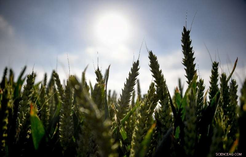 Lithuania Declares Emergency Amid Severe Drought Threatening Agriculture