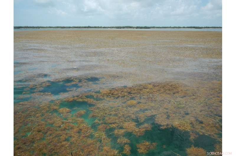 Scientists Discover Record-Breaking Global Seaweed Bloom