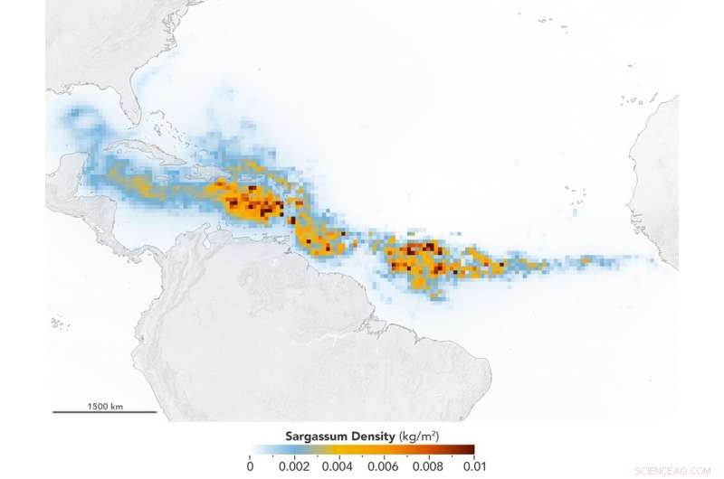 Scientists Discover Record-Breaking Global Seaweed Bloom