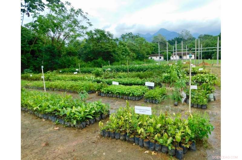 Mapping Global High-Value Opportunities for Tropical Rainforest Restoration