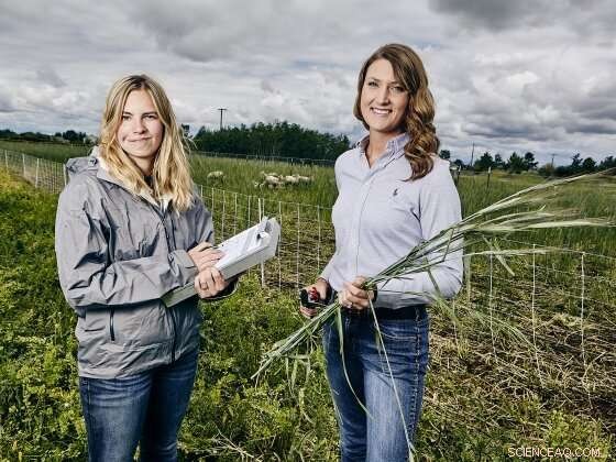 How Sheep Grazing Boosts Vegetable Farm Yields and Soil Health
