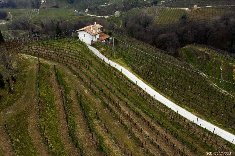 Italy’s Prosecco Hills Earn UNESCO World Heritage Status