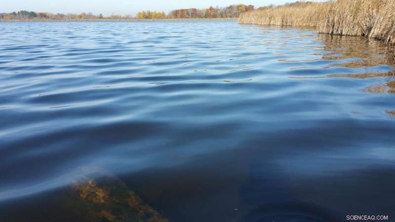 Rising Temperatures Drive Rising Fish Killings in Wisconsin Lakes