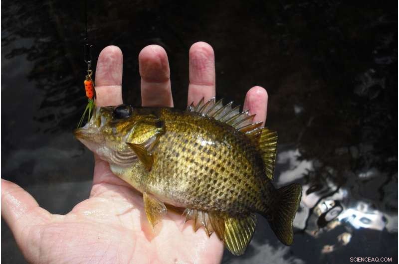Rising Temperatures Drive Rising Fish Killings in Wisconsin Lakes
