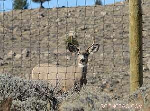 Wyoming Voters Back Wildlife Corridors: New Poll Reveals Public Support