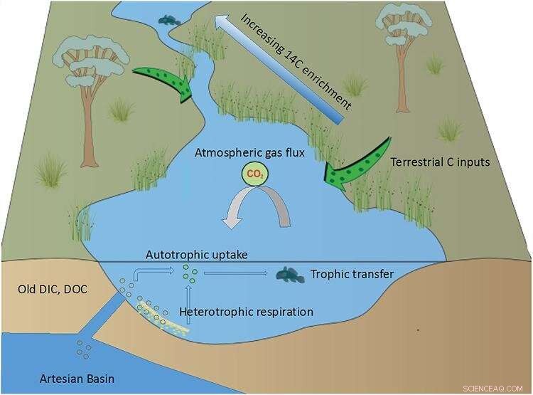 Ancient Australian Groundwater Fuels Surface Food Webs with Carbon