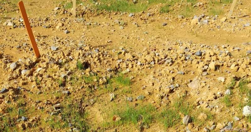 Harness Nitrogen‑Rich Biosolids to Enhance Urban Soil Health and Plant Growth