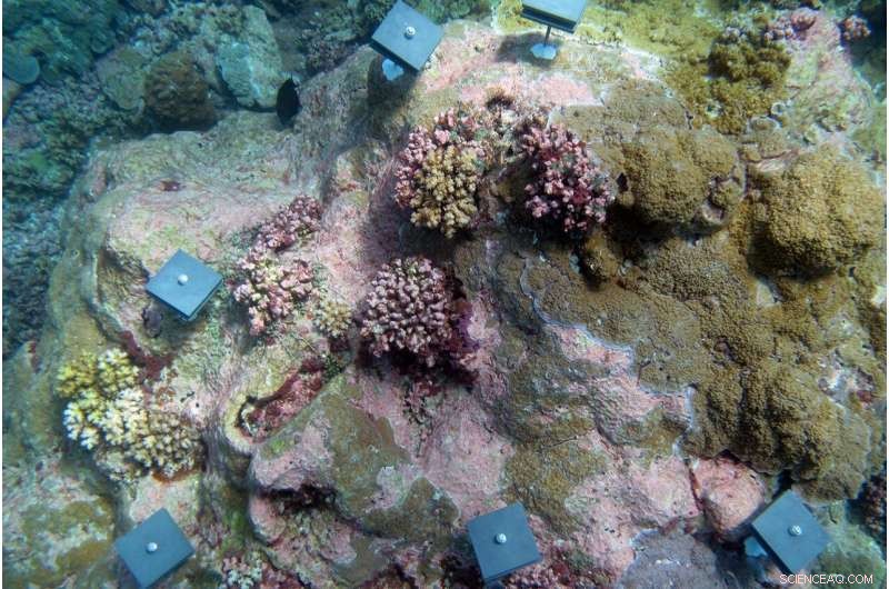 Coral Reefs Shift Poleward as Climate Warming Drives Retreat
