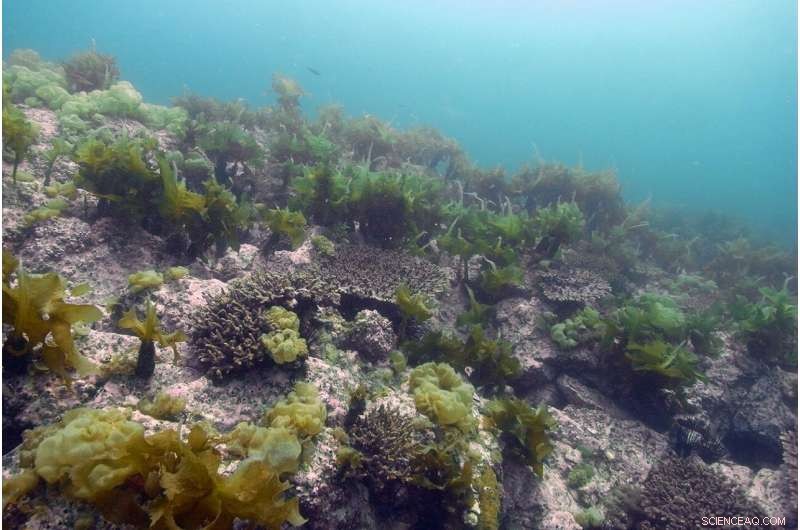Coral Reefs Shift Poleward as Climate Warming Drives Retreat