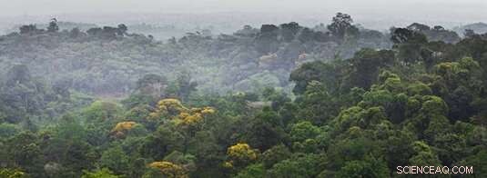 The Crucial Role of Vegetation in Climate Resilience