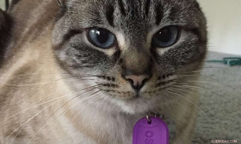 Flame Retardants Detected in Pet Tags May Trigger Hyperthyroidism in Cats