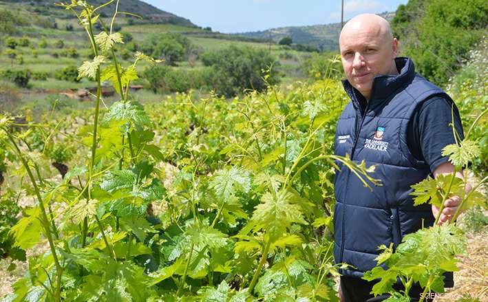 University of Adelaide Researchers Study Drought‑Tolerant Vines from Cyprus