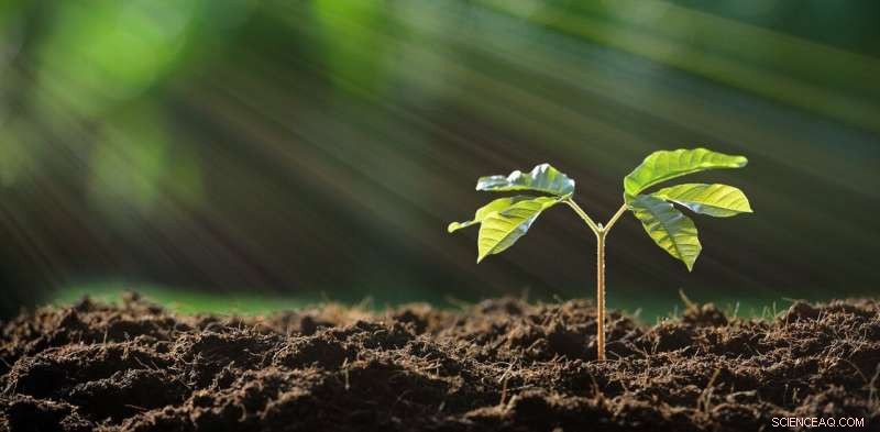 Exaggerated CO2 Absorption Claims in Tree Planting Could Undermine Climate Action