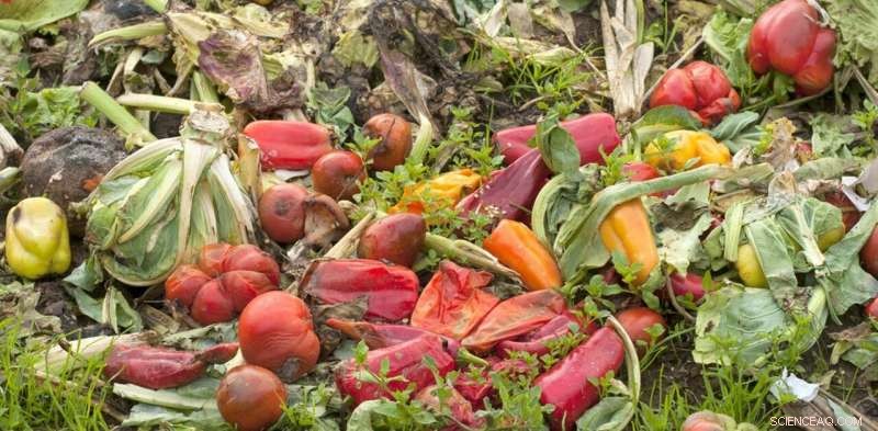 Cutting Food Waste: Sustainable Innovations to Reduce What We Throw Away