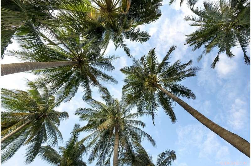 Massive Palm Tree Decline: New Disease Threatens Florida’s Iconic Flora