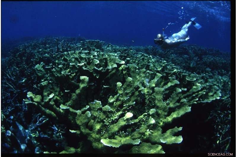 30 Years of Research Reveal What’s Really Killing Coral Reefs