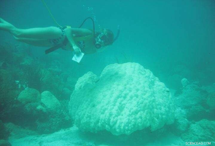 30 Years of Research Reveal What’s Really Killing Coral Reefs