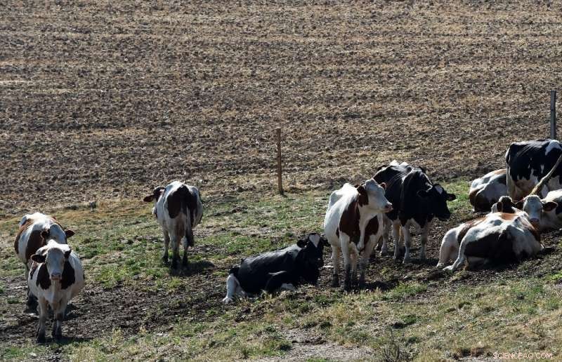 Europe s Farmlands and Wildlife Plunge into Drought After Record Heatwave