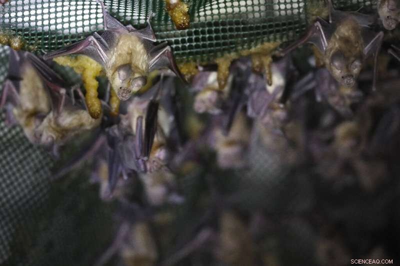 Bats Reclaim Abandoned Israeli Military Sites in Jordan Valley