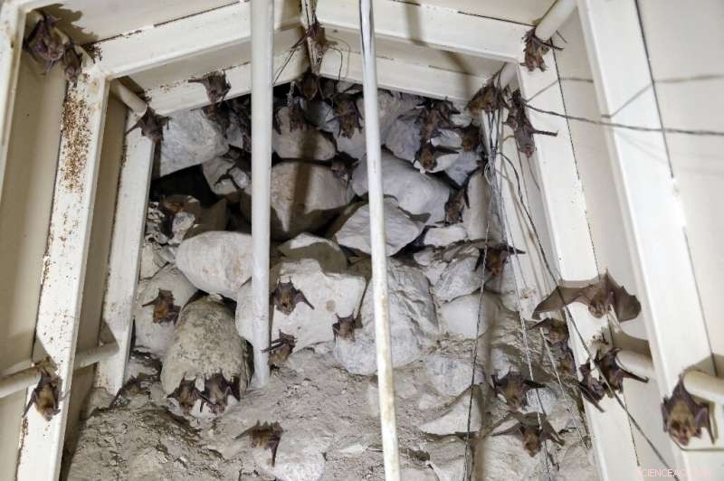 Bats Reclaim Abandoned Israeli Military Sites in Jordan Valley