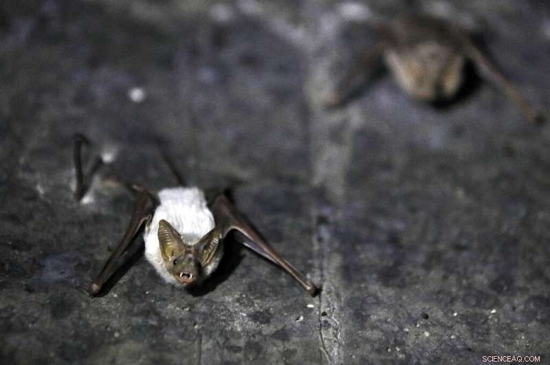 Bats Reclaim Abandoned Israeli Military Sites in Jordan Valley