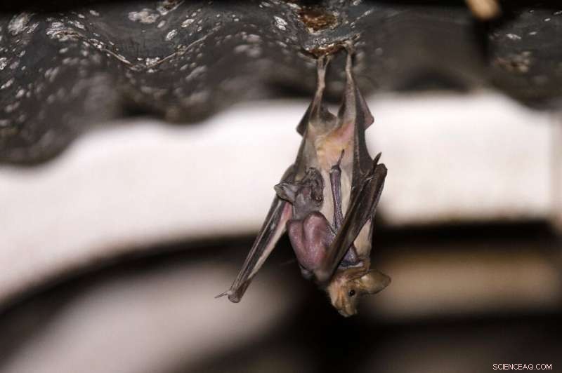 Bats Reclaim Abandoned Israeli Military Sites in Jordan Valley