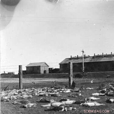 Mega‑Drought Triggers Significant Biodiversity Loss