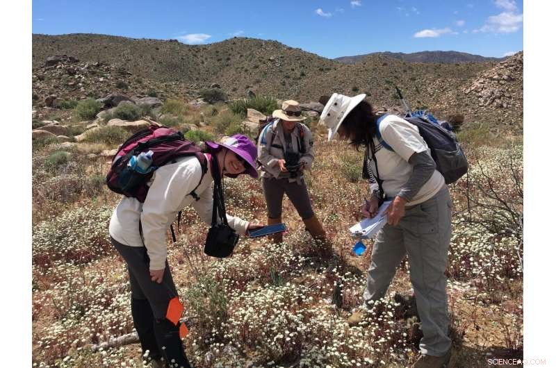 Joshua Trees Threatened with Extinction: Urgent Climate Action Needed