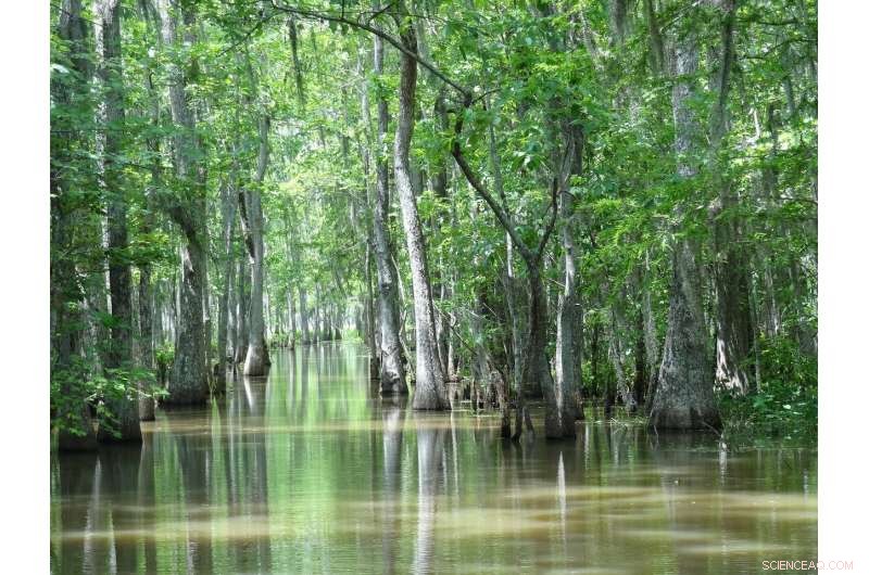 Gravity Measurements Reveal Louisiana’s Ongoing Subsidence