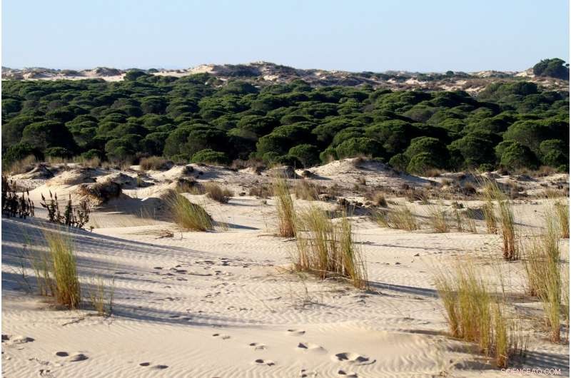Protein Oxidation Uncovers Pollution Levels in Doñana National Park