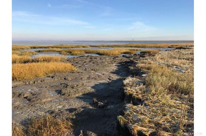 Managing Salt Marshes Amid Sea-Level Rise: Strategies to Preserve Coastal Ecosystems