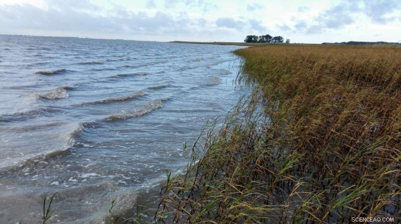 Managing Salt Marshes Amid Sea-Level Rise: Strategies to Preserve Coastal Ecosystems