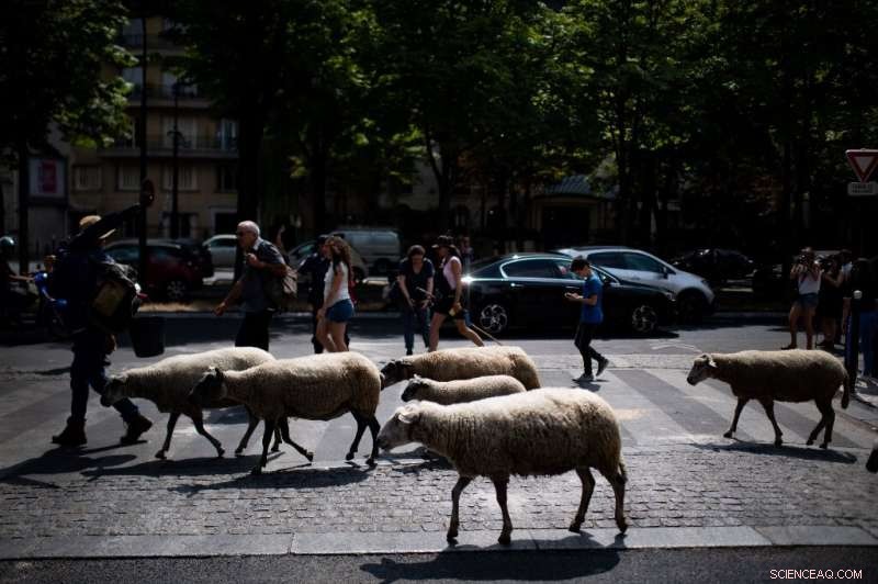 A 140‑km Adventure: Sheep Traverse Paris, Dodge Traffic, and Graze Iconic Streets