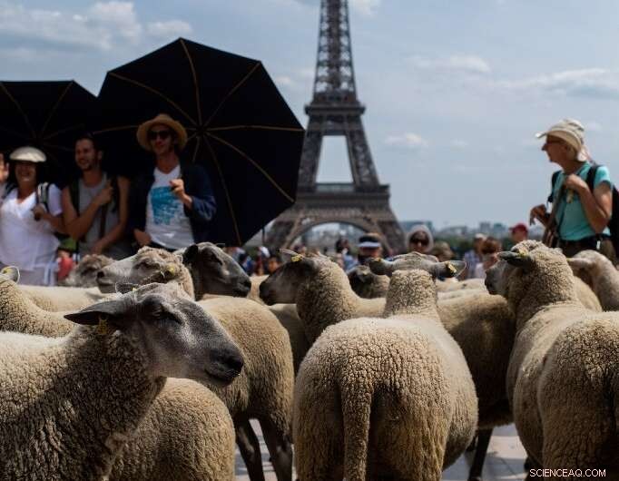 A 140‑km Adventure: Sheep Traverse Paris, Dodge Traffic, and Graze Iconic Streets
